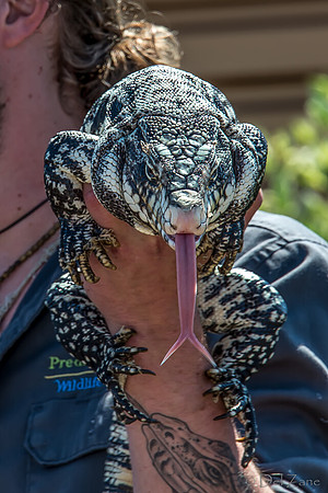 07-20 Gila Monster--10