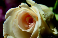 05-03 Macro All 28-300mm D600 Bouquet--14