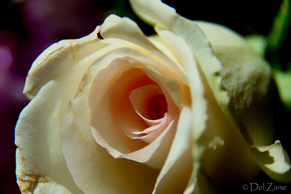 05-03 Macro All 28-300mm D600 Bouquet--14