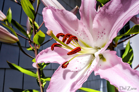 07-21 Lillies TIFFs--5