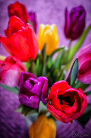 Multi-color Tulips--14