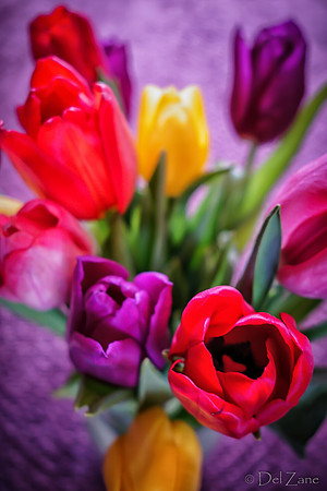 Multi-color Tulips--14
