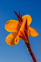 09-17 Cannas and Dahlias-2
