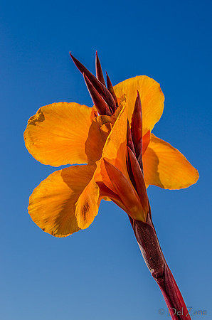 09-17 Cannas and Dahlias-2