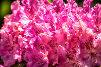 05-20 Clematis & Rhododendron TIFFs--15