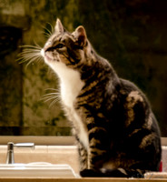 Cats-13