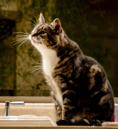 Cats-13