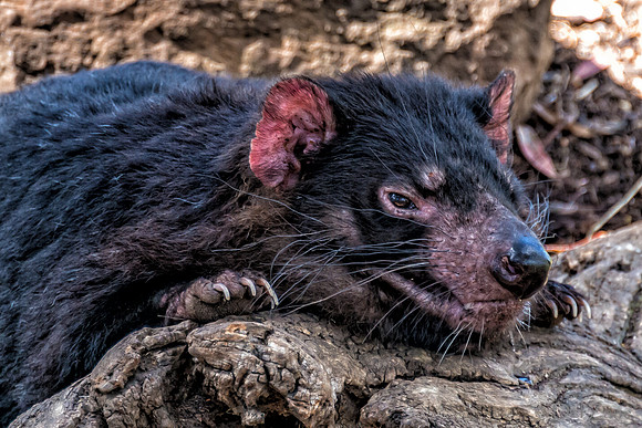 Bonorong Animals--18