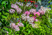 Mother's Day Garden Walk--3