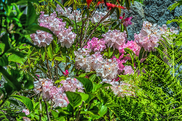 Mother's Day Garden Walk--3