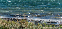 10-19 Burrows Bay Seagulls-2