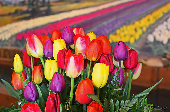 04-02 Tulip Town Redux TIFFs-2-10