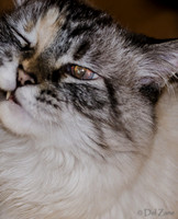 Cats on Parade-10