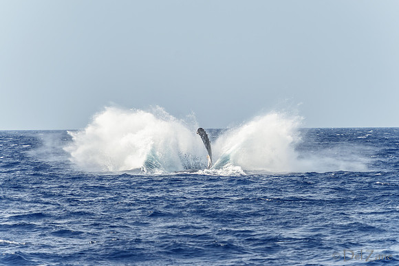 01-28 Whales TIFFS--28