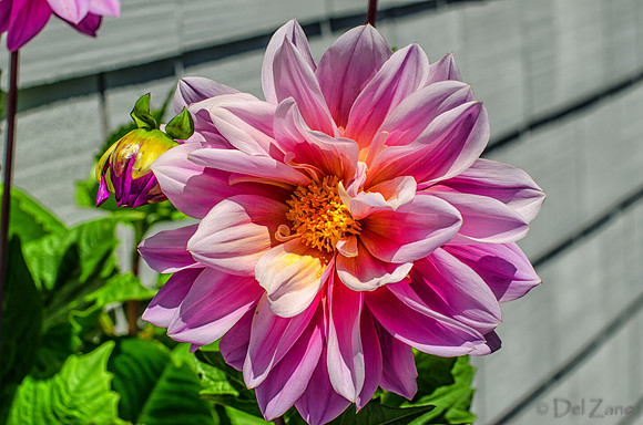 07-13 Dahlias Etc--14