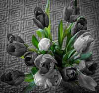 Multi-color Tulips--11