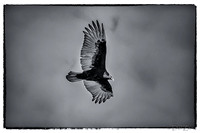 Soaring-7