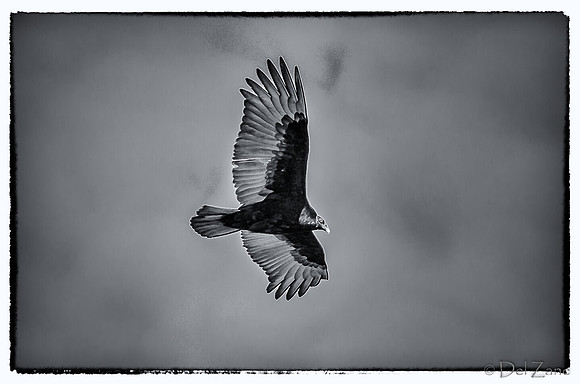 Soaring-7