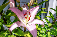 07-21 Lillies TIFFs--3