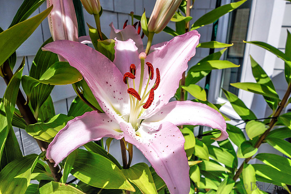 07-21 Lillies TIFFs--3