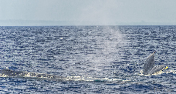 01-28 Whales TIFFS--57
