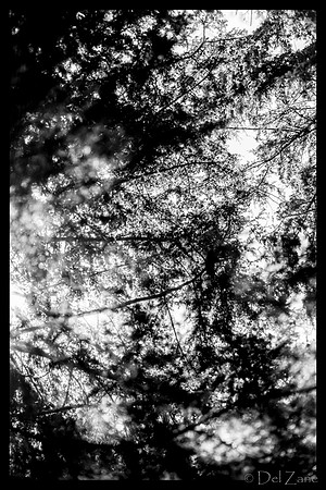 07-11 A Walk in Washington Park--34