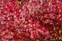 Backyard Fall Colors