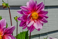 07-13 Dahlias Etc--15