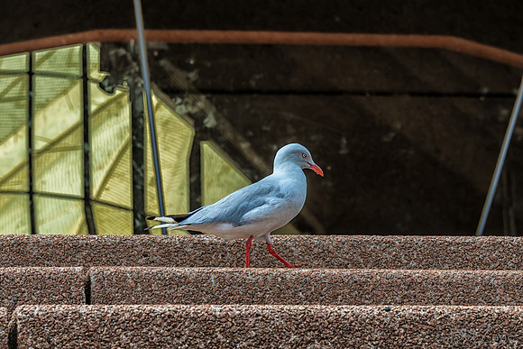 Sydney Walkabout--28