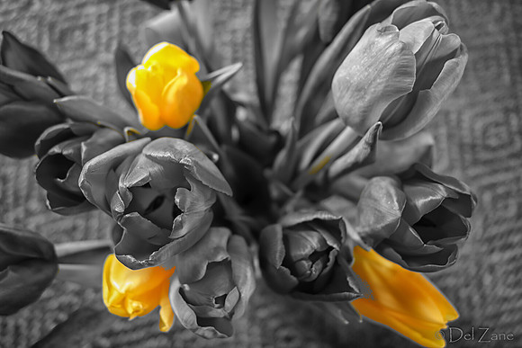 Multi-color Tulips--12
