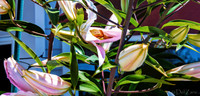 07-19 High Noon Blooms TIFFs--7