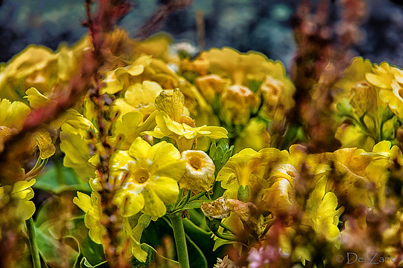 04-28 Macro 36mm 28-300mm D600 Flowers--15