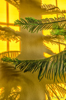 07-14 Tree Shadows-9