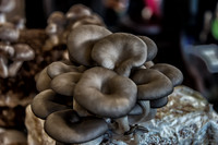 11-23-2013  Xmas Farmers' Market--15