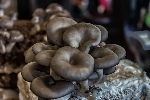11-23-2013  Xmas Farmers' Market--15