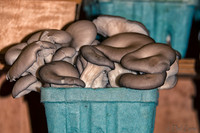 11-17 Indoor Farmers Market-15