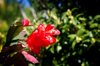 Christmas Cactus-2