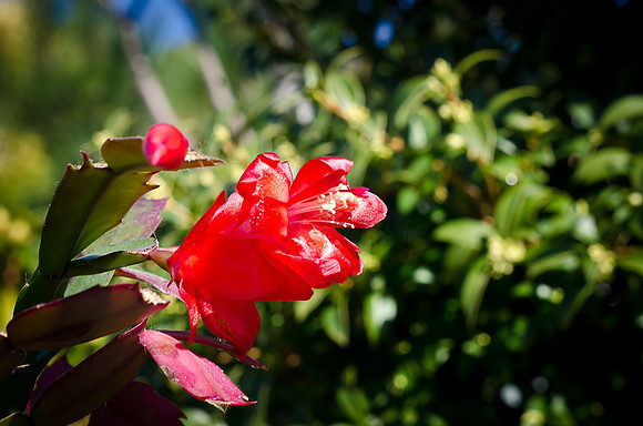 Christmas Cactus-2