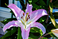 07-19 High Noon Blooms TIFFs--11