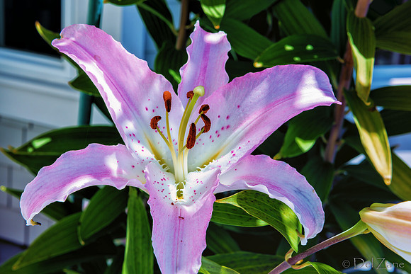 07-19 High Noon Blooms TIFFs--11