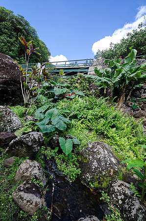 Iao Valley State Park-21