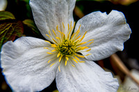 04-28 Macro 36mm 28-300mm D600 Flowers-1