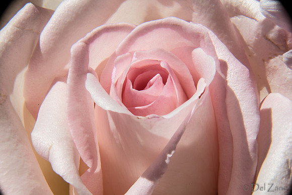 05-03 Macro All 28-300mm D600 Bouquet--19