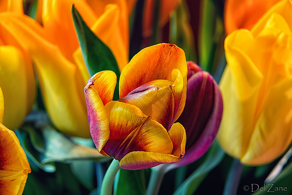 04-28 Macro 36mm 28-300mm D600 Flowers--25