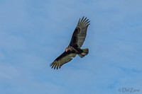 Soaring-5