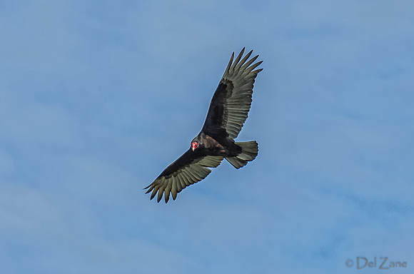 Soaring-5