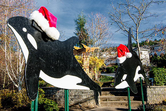 11-27-13  Marine Heights Daylight Xmas Display--14