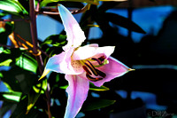 07-19 High Noon Blooms TIFFs--3