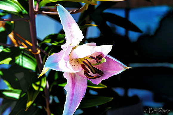 07-19 High Noon Blooms TIFFs--3