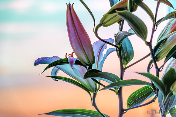 07-22 Lillies Tiffs--7